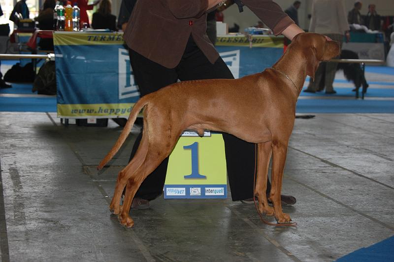 Canine Cool Boy - BOB - IV.JPG - Canine Cool Boy - V1,CAC,CACIB,Evropský vítěz,BOB (šampionů)